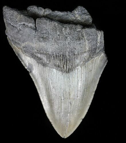 Partial, Megalodon Tooth - Georgia #56693